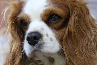 骑士国王查尔斯 骑士查理王猎犬 小猎犬 布伦海姆 狗 家畜