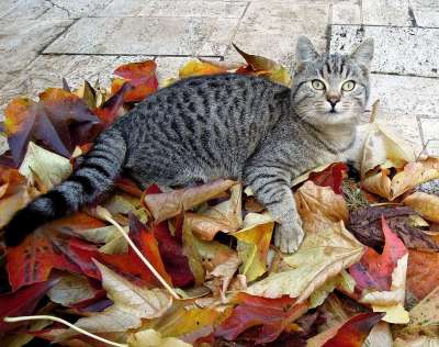猫 小猫 鱼骨 秋季 秋天的树叶