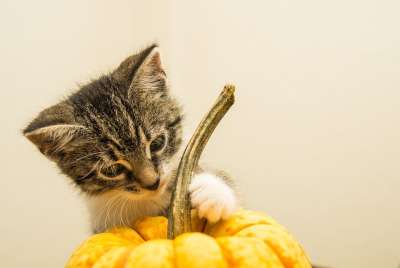 宿醉 南瓜 小的 鲭鱼 小猫 家猫 家畜 可爱的 猫 猫宝宝