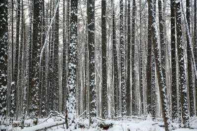 森林 树木 松 落叶松 树干 灌木丛 针叶林 冬季森林 雪