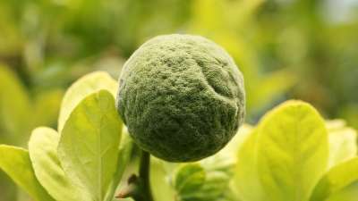 三叶橙 酸橙 苦柠檬 树 科 柑橘类植物 柑橘树 水果 食物