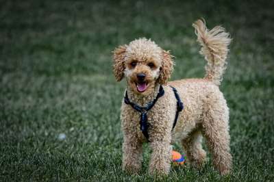 贵宾犬 狗 家畜 可爱的 玩 动物