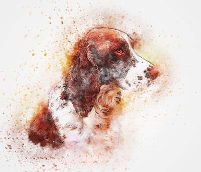 狗 肖像 西班牙猎犬 动物 水彩 优质的 小狗 宠物 感情