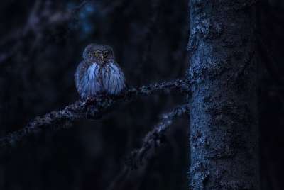 欧亚侏儒猫头鹰 猫头鹰 鸟 Glaucidium Passerinum