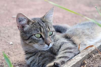猫 猫科动物 驯化 宠物 可爱 眼睛 青年 动物 小胡子