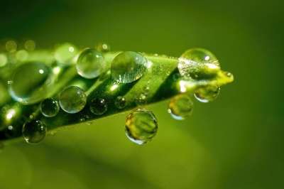水 水滴 自然 绿色 特写 植物 叶子