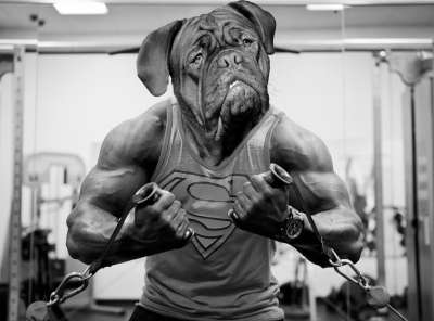 勃艮第 法语 狗 獒 棕色的 宠物 背景 斗牛犬 肖像 可爱的