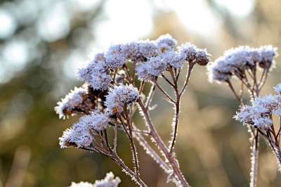 野生植物 草 雪 霜 褪色 干的 寒冷的 冰冷的 冻结 冰晶体