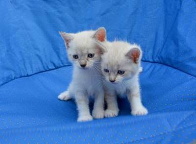 小猫 猫 拥抱 压痛 同谋 爱情 动物 猫看 家畜 可爱的