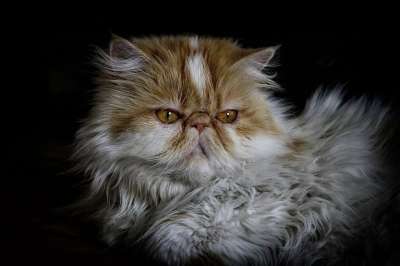 猫咪 波斯 波斯语的猫 宠物 动物