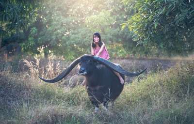水牛 女孩 坐 哺乳 动物 亚洲 背景 美丽的 美丽 柬埔寨语