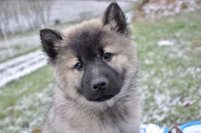 小狗 年轻的狗 婊子圣诞节 犬类 狗 哺乳动物 动物 可爱