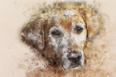 动物 狗 金毛猎犬 宠物 哺乳动物 艺术 绘画