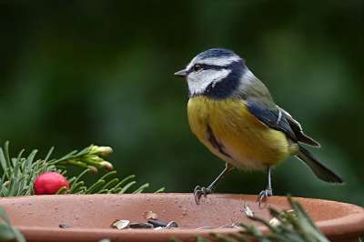 鸟 蓝雀 Cyanistes 翅鸢 觅食 花园