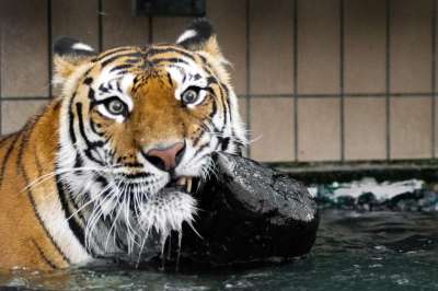 老虎 捕食者 大猫 野猫 西伯利亚虎 Amurtiger 食肉动物