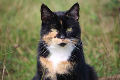 猫 幸运猫 家猫 三色 猫脸