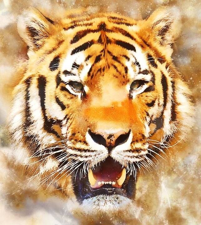 老虎 野生猫 猫科动物 动物世界 野生动物 动物 哺乳动物 绘画