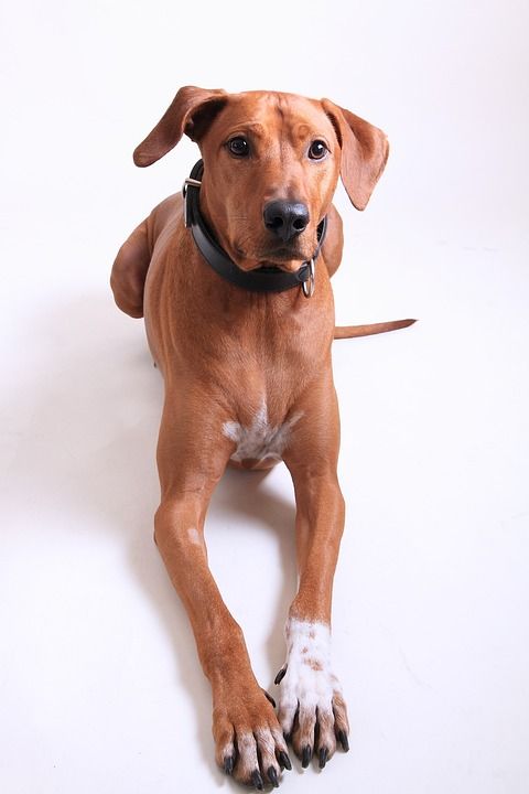 狗 罗得西亚脊背犬 品种的狗 家畜 动物