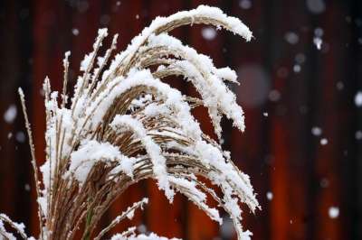 草 自然 雪 冬天 季节