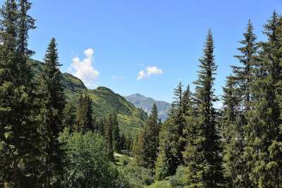 森林 山 考纳塔尔 远见 全景 景观 自然