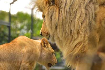 狮子 鬃毛 大猫 捕食者 男性 头 野猫 王 动物 危险的