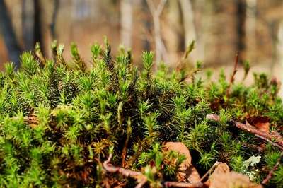 苔藓 美丽的Widerton Moss 森林 树根 长满青苔 自然