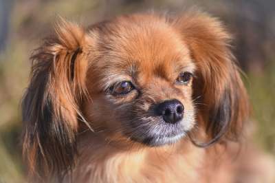 狗 动物 国内动物 户外 哺乳动物 犬类 宠物