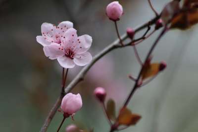 粉色的 大器晚成 梅花 开花 芽 春天 Zierpflaume