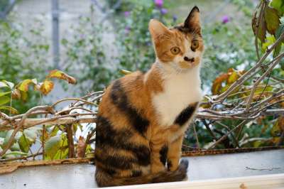 猫 宠物 动物 印花布 猫科动物 毛皮 坐着 植物 秋天