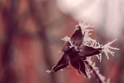 冬天 植物 工厂 冰 雪 在冬季 霜