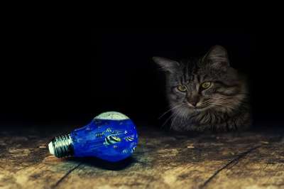 灯泡 猫 鱼 表顶部 鱼类中的灯泡 游泳 小猫 动物 鲭鱼