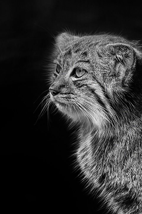 野猫 动物园 帕拉斯猫 黑色和白色 猫 猫科动物 肖像 动物
