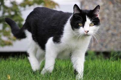 雄猫 打猎 头发 胡子 动物 看 毛茸茸的 猫咪 爪子 可爱的