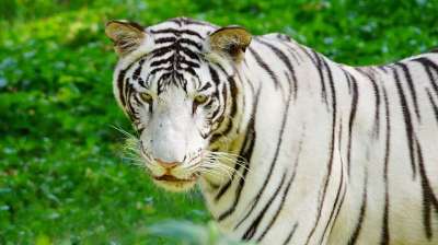 野生动物 动物 自然 猫 哺乳动物 食肉动物 大 捕食者 头