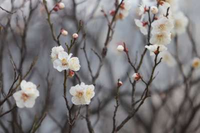 梅花 白色的花 春天的花朵 春天 李子树 花朵 自然 梅花 梅花