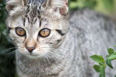猫 动物 家猫 眼睛 猫肖像 可爱的 猫脸 老虎 蓬松的