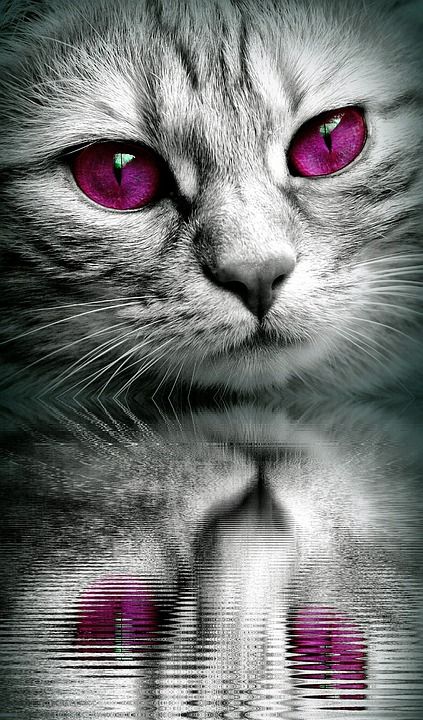 猫 脸 反射 水 老虎 关闭 眼睛 编辑 脸猫