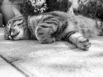 猫 老虎 动物 睡觉 懒惰的 放松 家猫 学萨哈