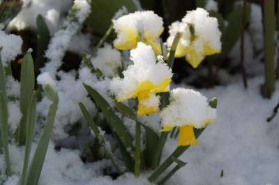 复活节的钟声 水仙花 下雪的 雪 冬天来临 4 月 黄色 春天