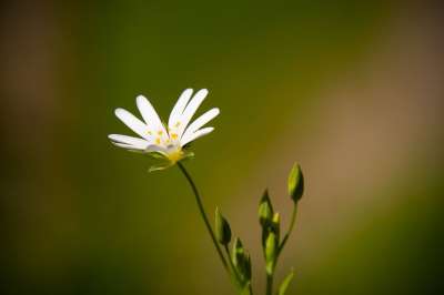花 花瓣 斯氏球菌（Stellaria Palustris） 星星 雄蕊
