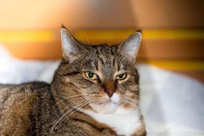 猫 家猫 老虎 动物 猫眼 肖像 猫脸 头 Katzenkopf