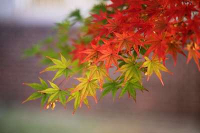 秋天的树叶 秋季 叶子 大自然 七彩 树 风光 红色 季节