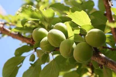 李子 桃 春天 杏 水果 大自然 植物 花园 绿色 森林