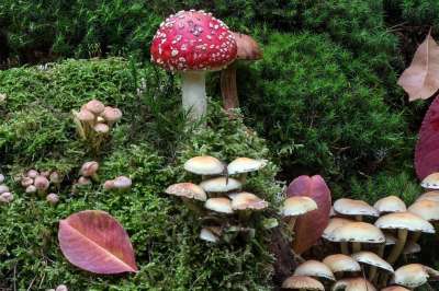森林 苔藓 蘑菇 苔藓飞木耳 森林地面 板栗