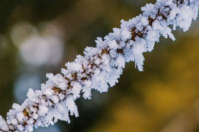 冬天 施工杆 雪 白色的 自然 雪晶 冻结 寒冷的 分支