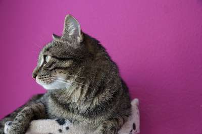 猫 宿醉 老虎 家畜 动物 猫树