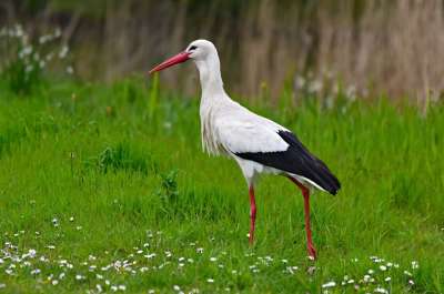 鹳 鸟 动物 Ciconia Ciconia 野生动物 羽毛 喙