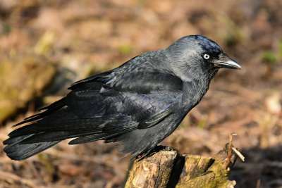 寒鸦 鸟 动物 Corvidae 羽毛 喙 眼睛 坐着