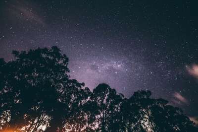低角度拍摄 夜晚 天空 星空 星星 树木 蓝色的星星 蓝色的晚上