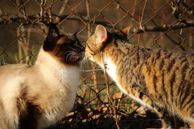 猫 小猫 鲭鱼 暹 暹罗 品种猫 大花猫 吻